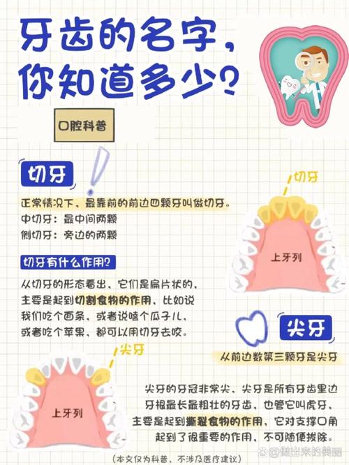 门牙有什么作用