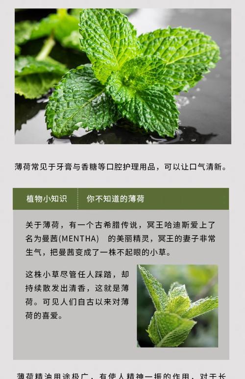 薄荷精油与柠檬精油怎么搭配