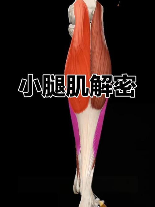 小腿肌肉有什么用