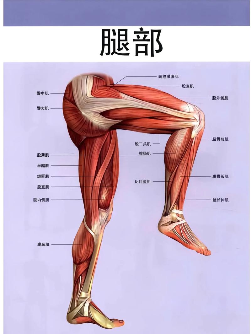 小腿肌肉有什么用