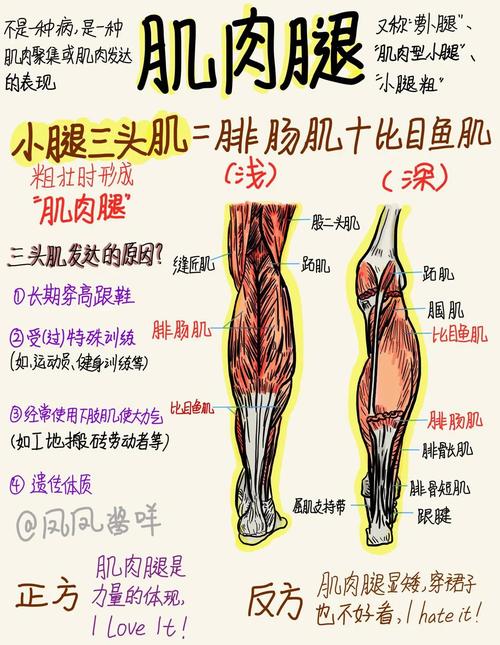 小腿肌肉有什么用