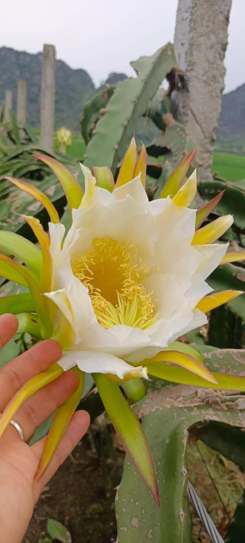 霸王花有什么功效