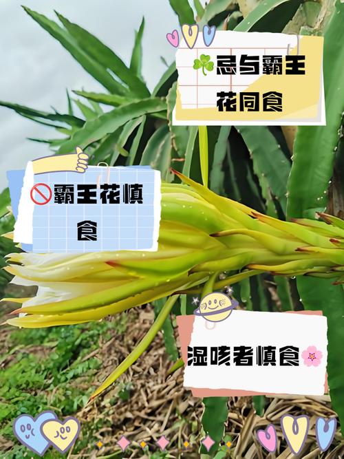 霸王花有什么功效