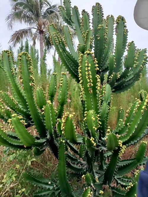 霸王花有什么功效