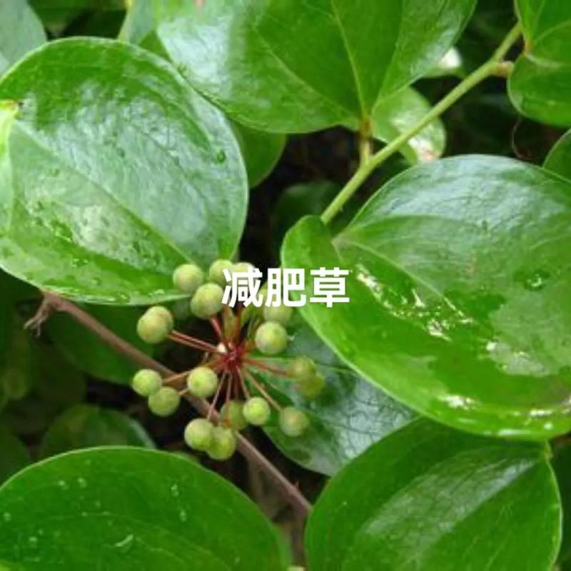 什么药草可以减肥