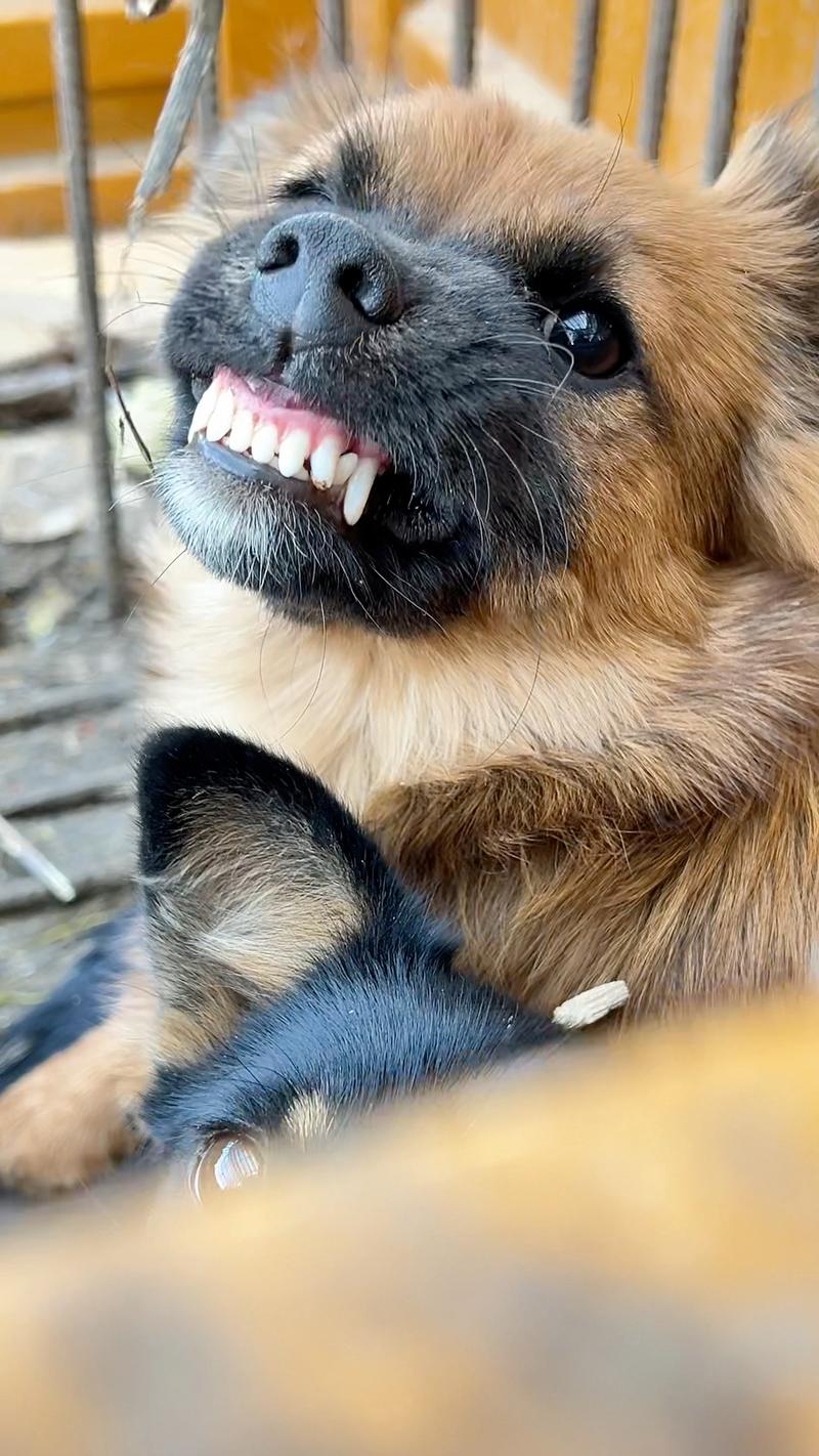 狗的牙齿像什么