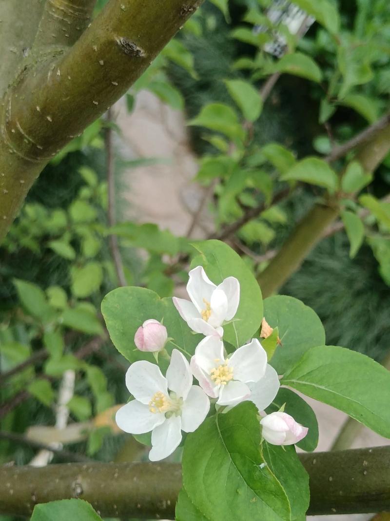 白里透红什么意思