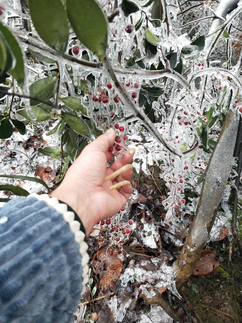 白里透红什么意思