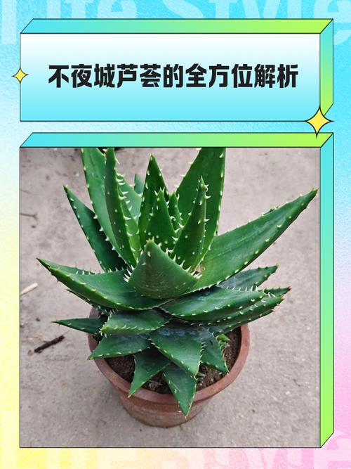 芦荟有什么特点
