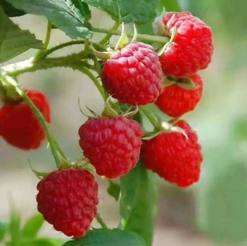 秋天还有什么水果