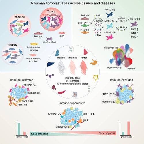 活化细胞是什么意思