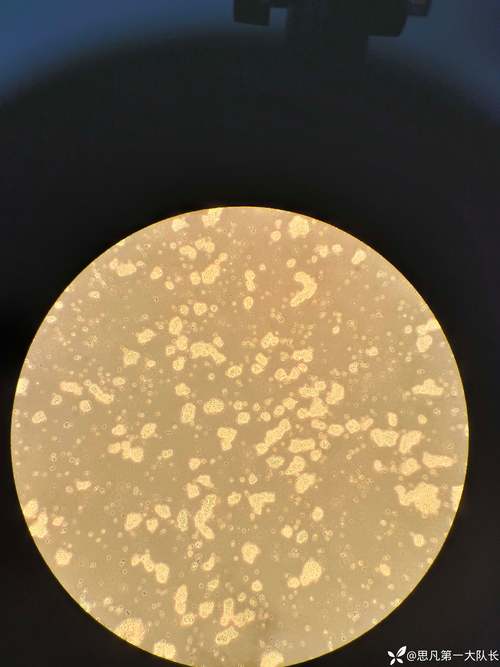 活化细胞是什么意思