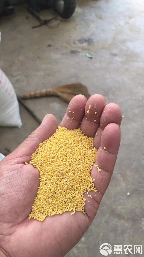 谷米最新价格行情