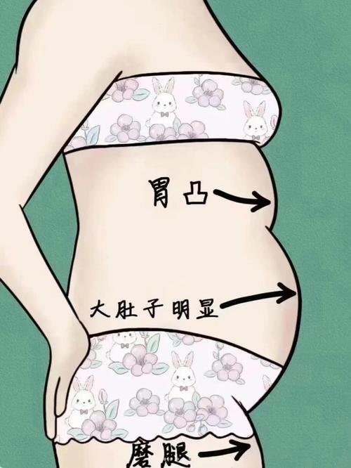 女人为什么肚子大
