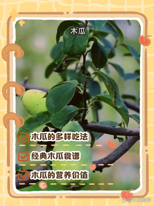 木瓜什么季节吃