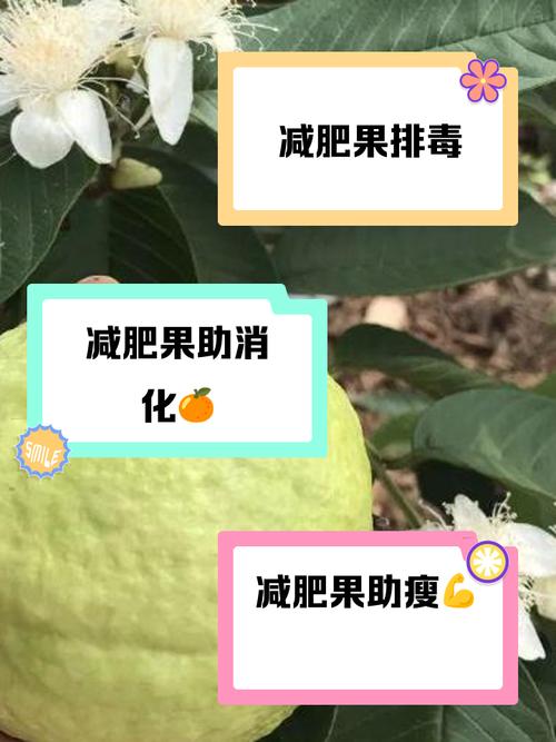 减肥果和什么泡水能减肥