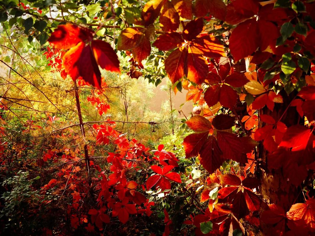 你为什么喜欢秋天