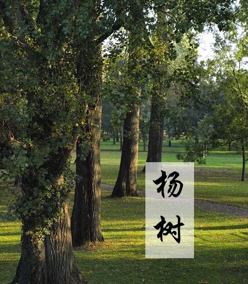 为什么叫杨树林
