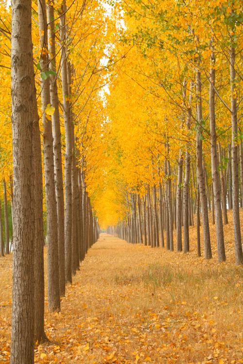 为什么叫杨树林