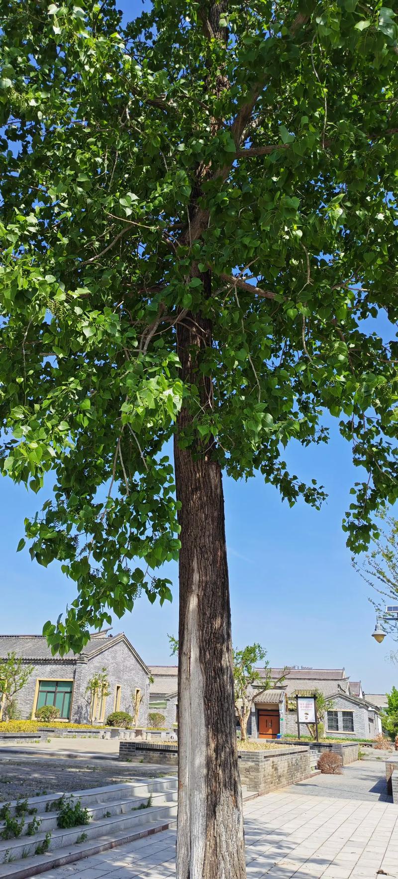 为什么叫杨树林