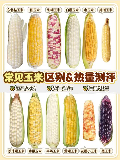 什么玉米减肥营养价值高