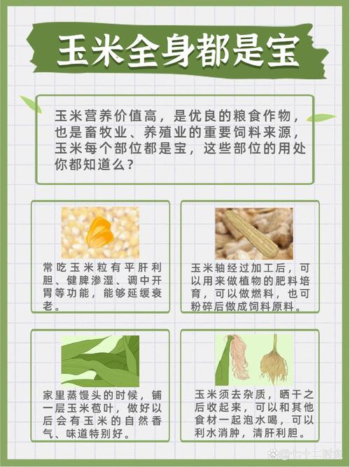 什么玉米减肥营养价值高