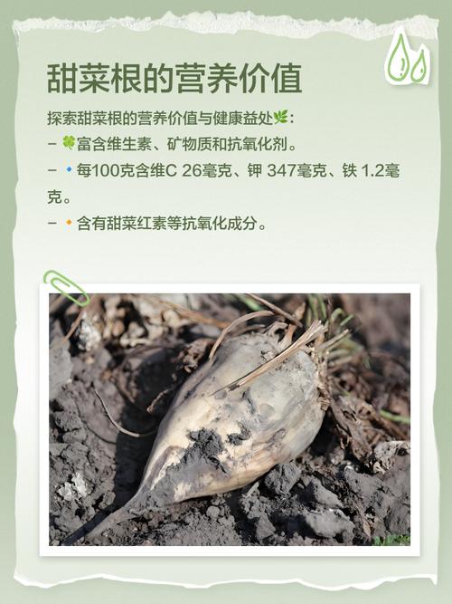 甜菜根和什么榨汁减肥