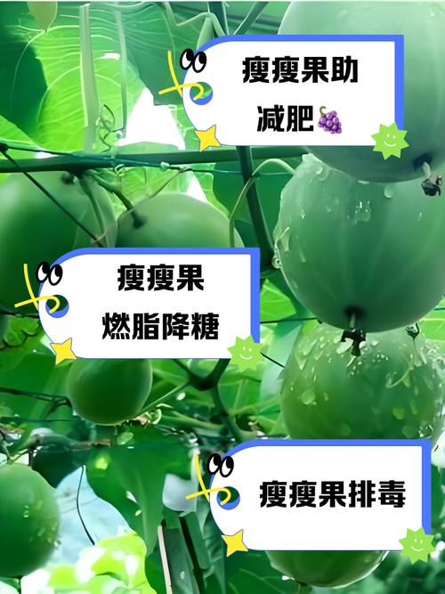 瘦瘦果和什么一起减肥吗