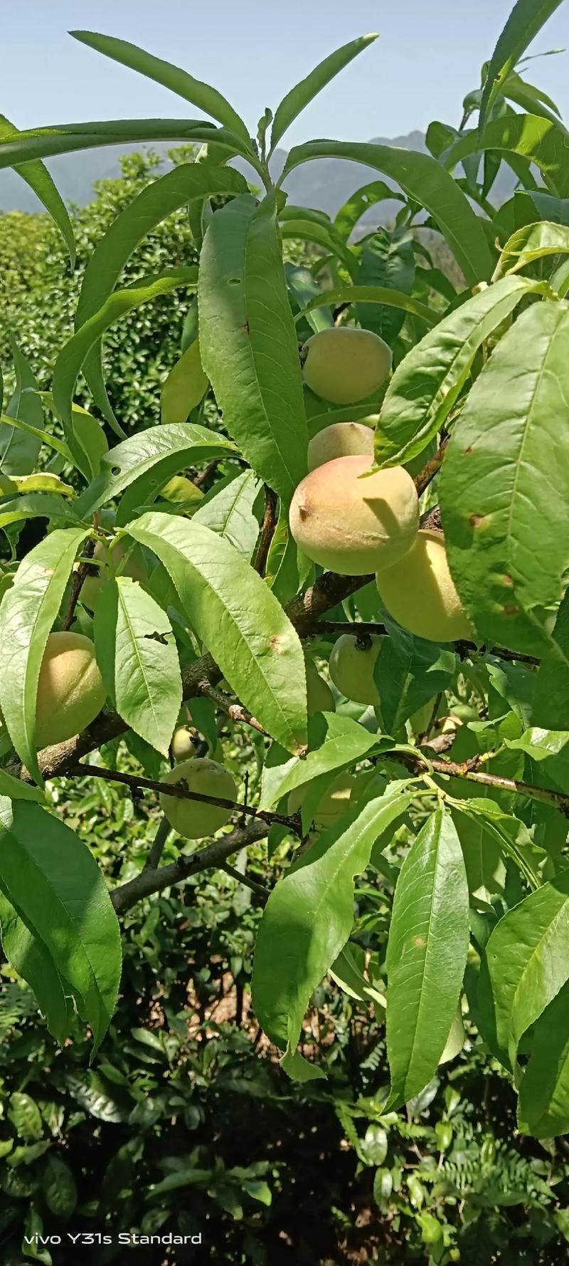 瘦瘦果和什么一起减肥吗