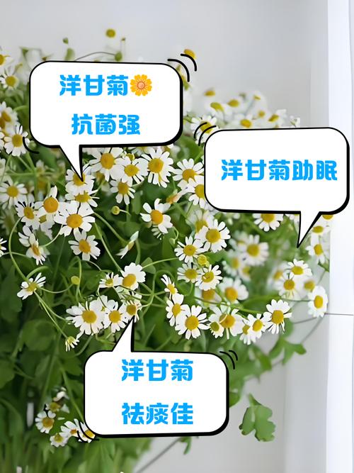 洋甘菊有什么功效