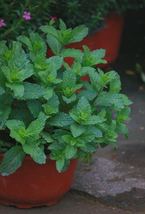 什么植物驱蚊效果好