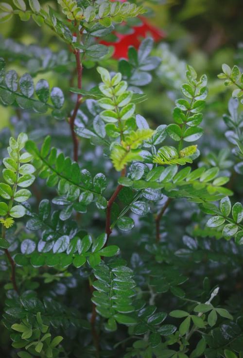 什么植物驱蚊效果好