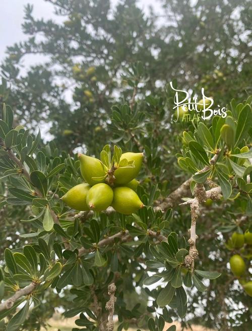 摩洛哥阿甘油最新价格