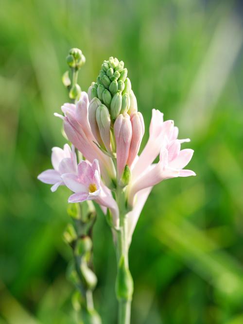 晚香玉什么味道