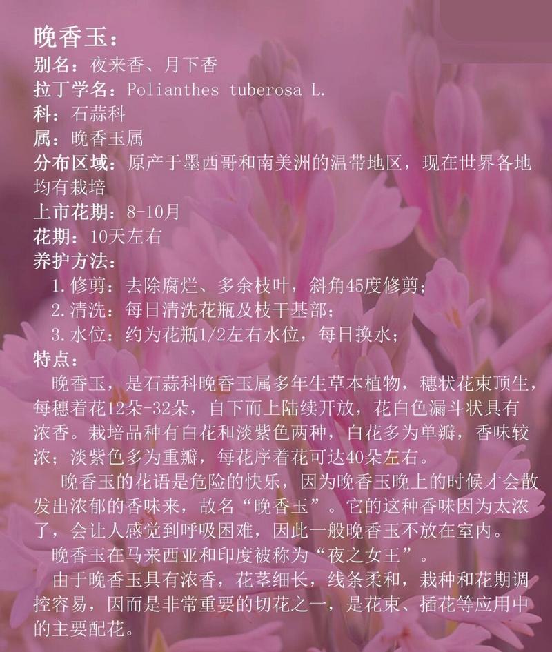 晚香玉什么味道