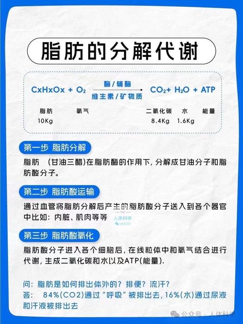 减肥脂肪分解成什么