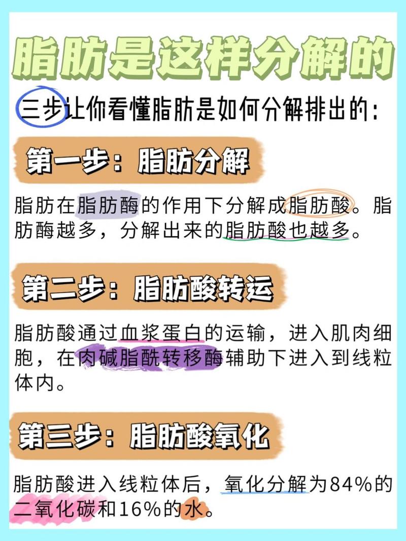 减肥脂肪分解成什么