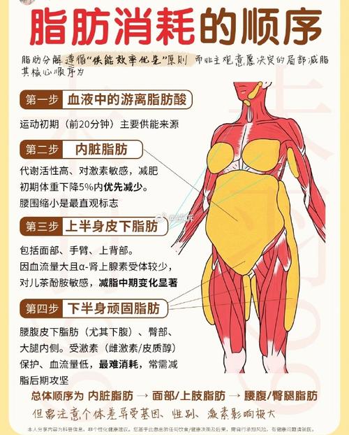 减肥脂肪分解成什么