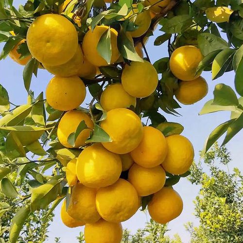 什么水果降火消炎