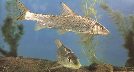 麻花鱼是什么鱼