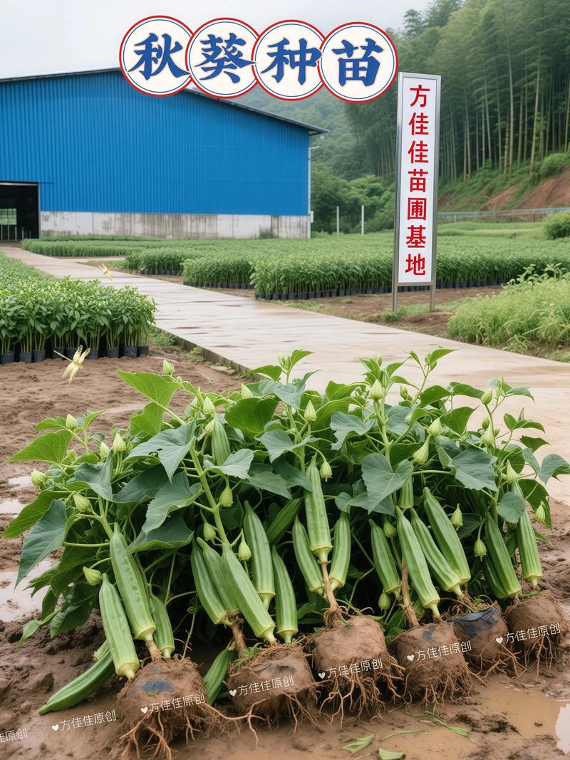 最新秋葵视频网站