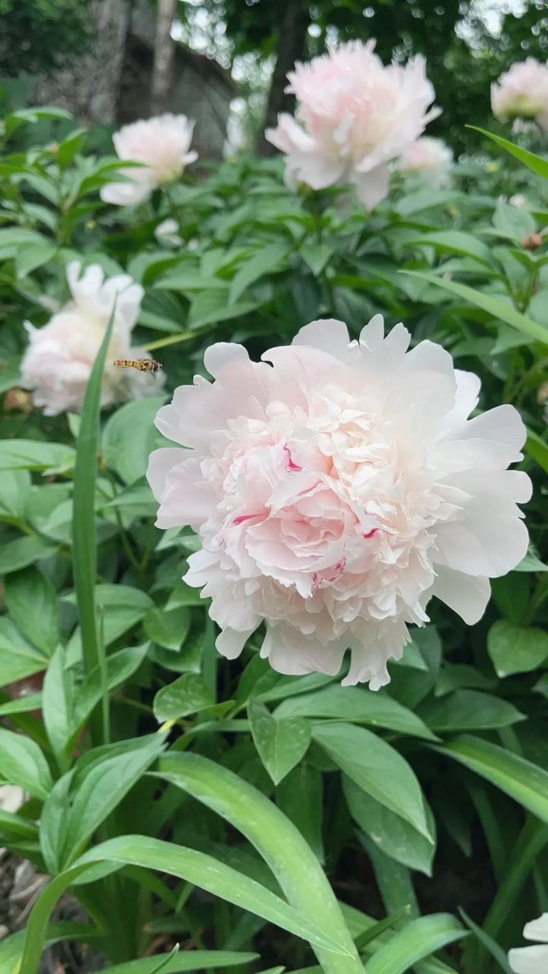 芍药是什么味道