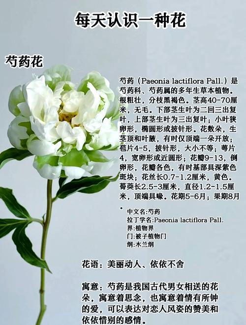 芍药是什么味道