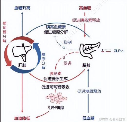 od减肥药什么原理