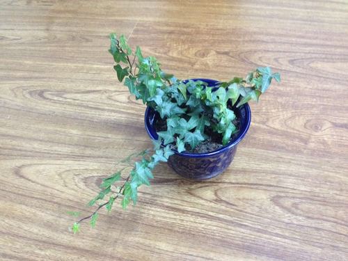 又长又尖的什么