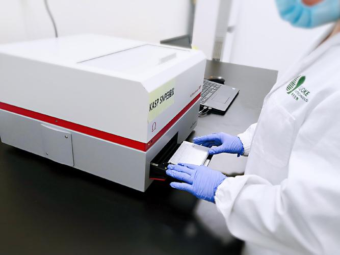 snp最新价格多少