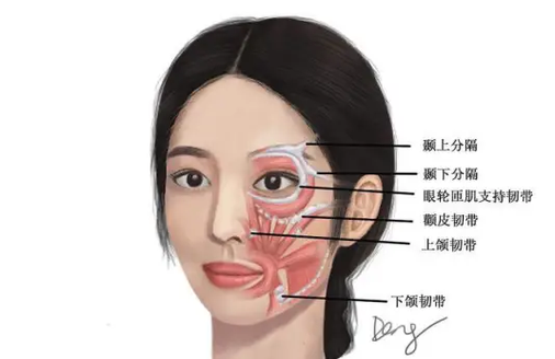 眼轮匝肌是什么