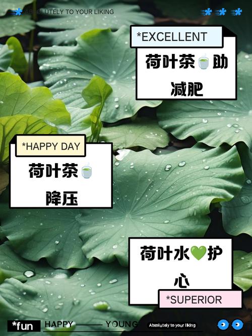 荷叶和什么搭配减肥效果最好