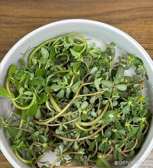 减肥用些什么草药