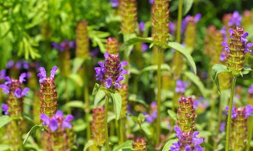 喝什么草药可以减肥